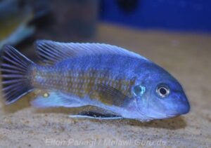 Labeotropheus fuelleborni 'Hora Mhango'